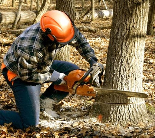 Tree Removal in Woodland, AL